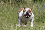 BULLDOG ANGLAIS 019